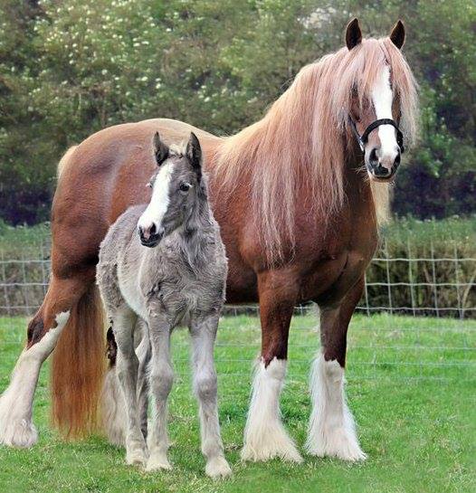 Chestnut Blagdon Gypsy Cob Mare